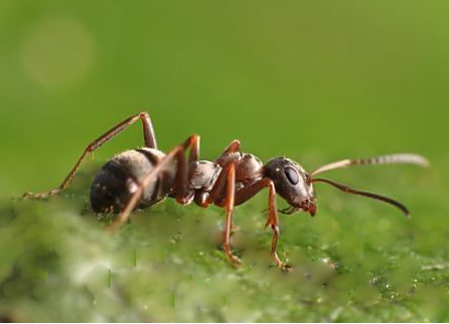 La fourmis noire ( Lasius niger )